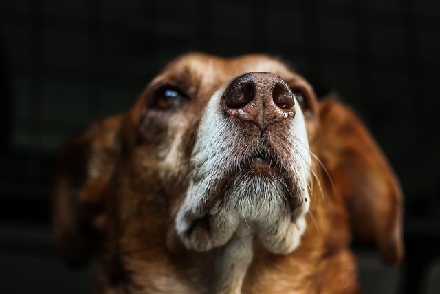 What Evidence Do You Need for a Successful Dog Bite Lawsuit?