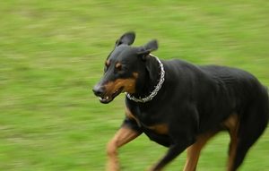 Memphis Dog Attack Lawyers
