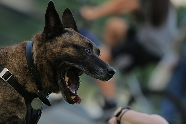 dog attacks Memphis lawyer
