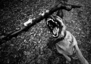 Dog Attack Lawyer In Memphis